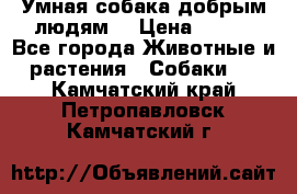 Умная собака добрым людям. › Цена ­ 100 - Все города Животные и растения » Собаки   . Камчатский край,Петропавловск-Камчатский г.